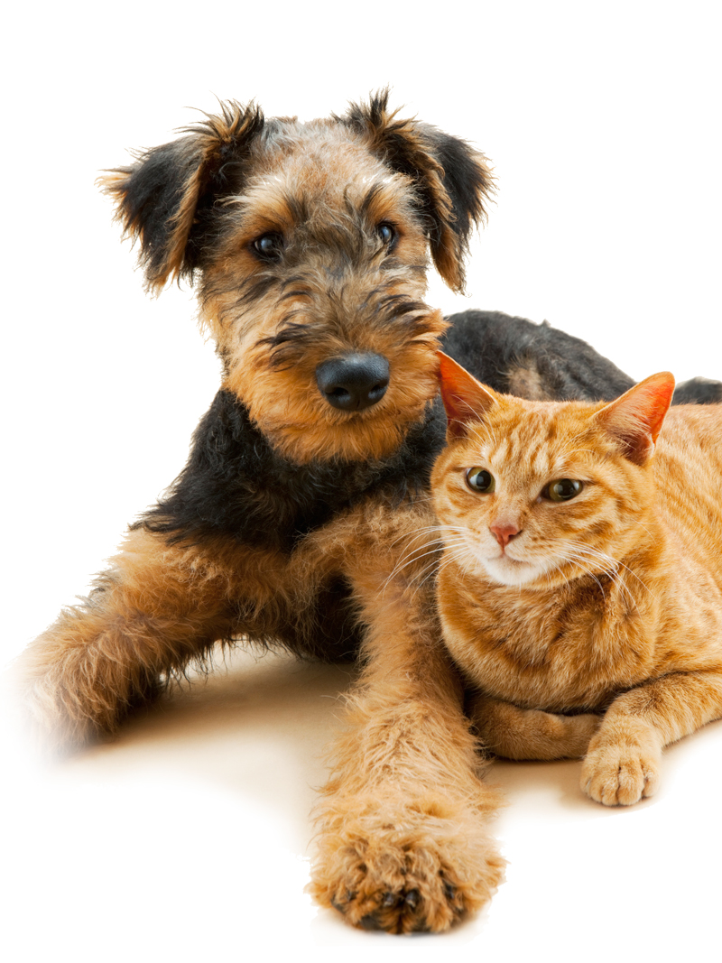 Paws & Claws Pet Grooming and Bakery in Bellingham, MA